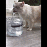 NEPTUN - Einzigartiger Trinkbrunnen der jede Katze zum trinken bringt