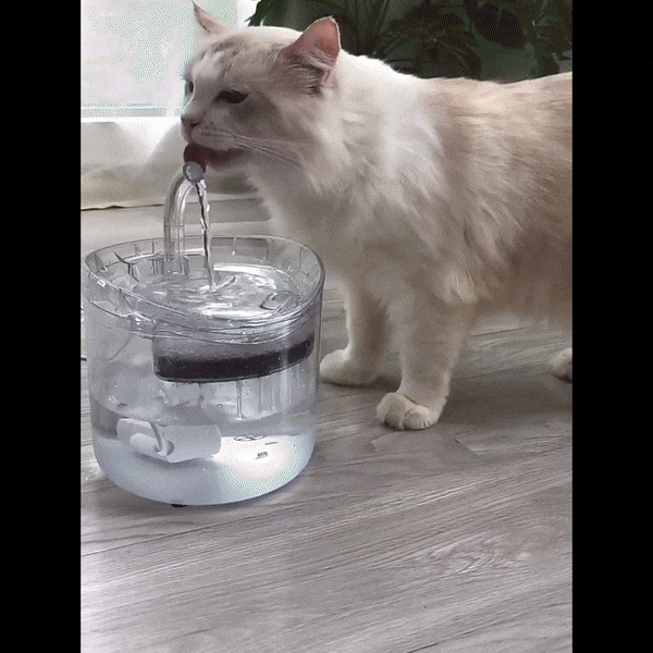 NEPTUN - Einzigartiger Trinkbrunnen der jede Katze zum trinken bringt