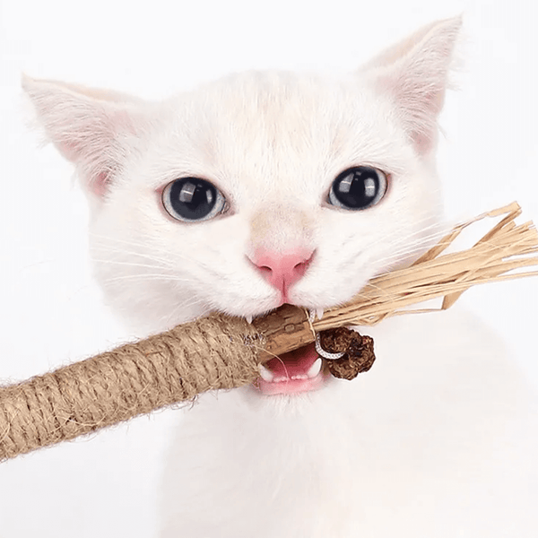 ZÄHNCHEN - Natürliche Katzenzahnbürste für die effiziente Zahnpflege