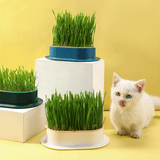CATGROW - Einzigartiger Katzengrastopf für den ganz einfachen Anbau